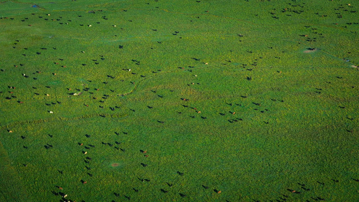 Aerial bird's-eye view of a herd of cattle grazing across a large green pasture