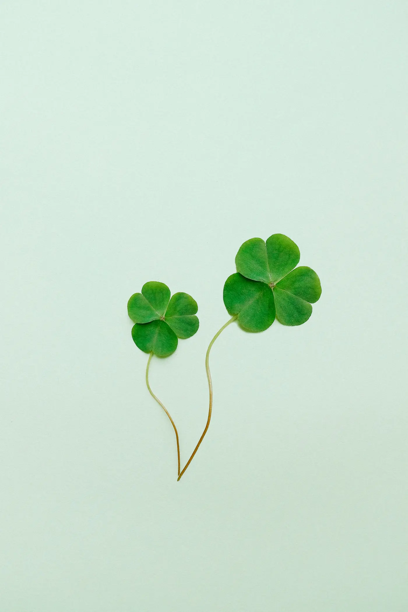 Close-up of clover ground cover, a common cover crop used as a soil conservation method between cash crops