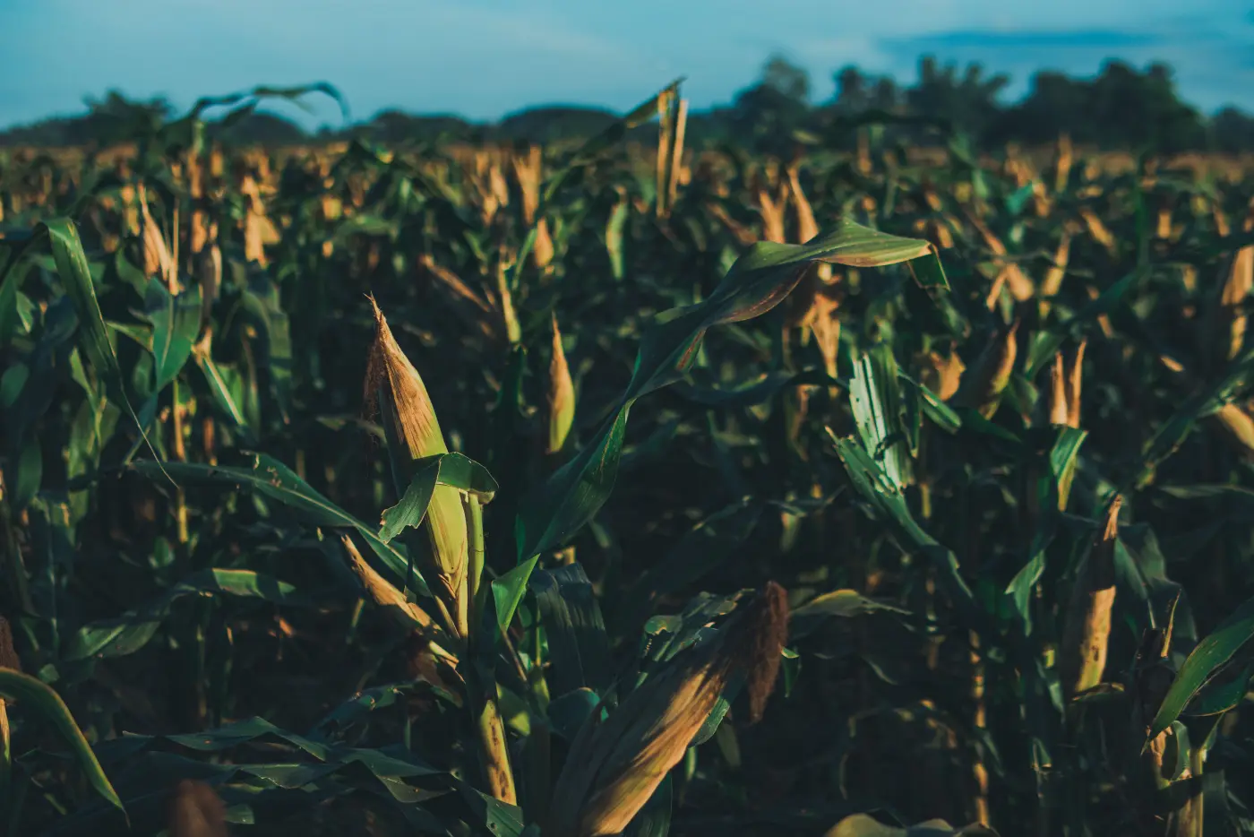 Dense green corn field showing tall stalks, a crop commonly grown in rotation with soybeans