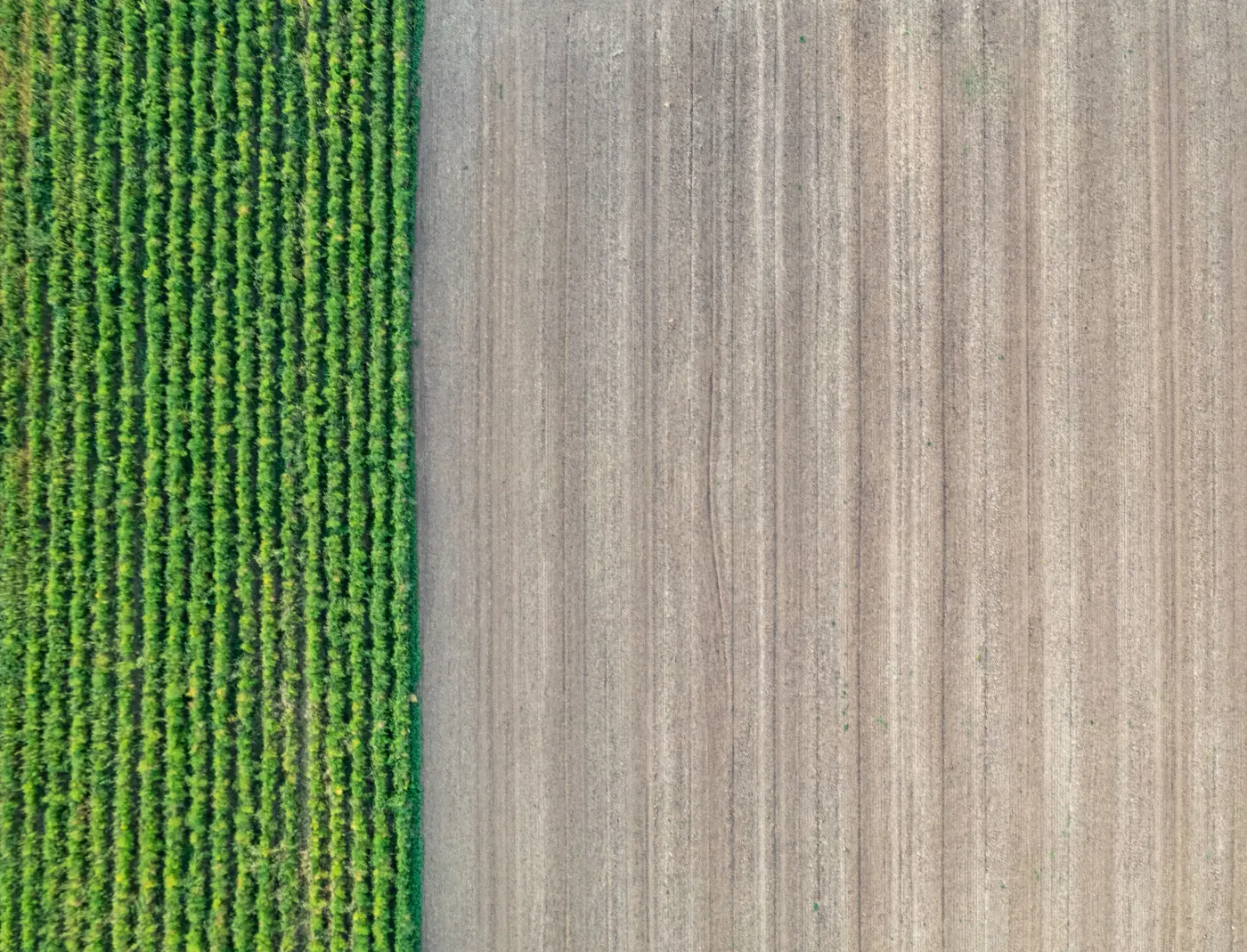 Aerial view of alternating green crop strips and bare tilled soil, showing strip cropping used for soil conservation