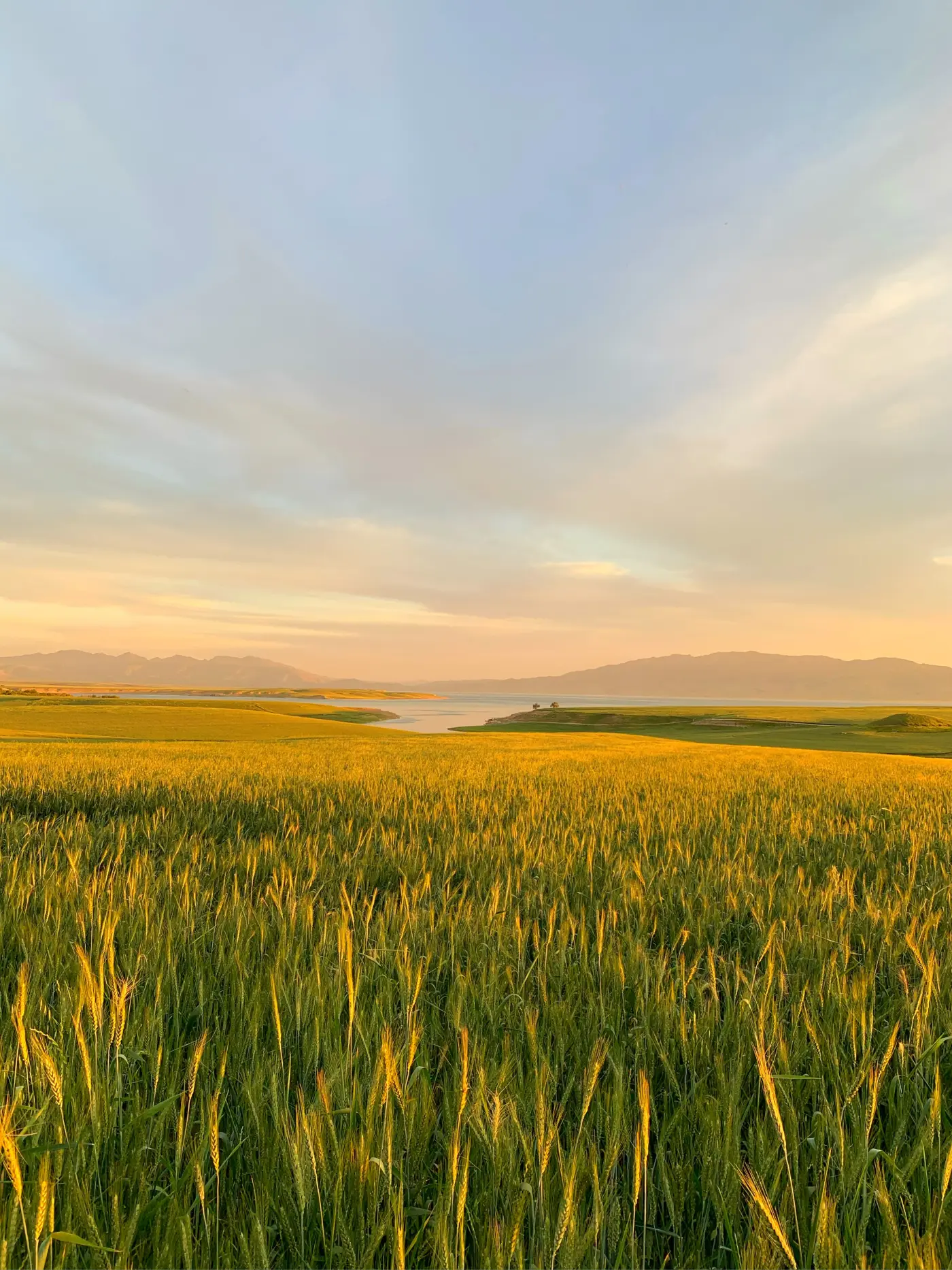 Golden wheat field at sunset, the cereal crop that anchors the historical Norfolk four-course rotation