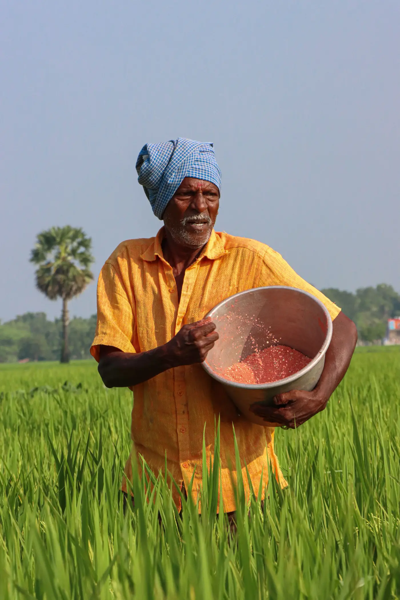 Farmer standing in a green rice paddy hand-broadcasting seed or fertilizer from a metal bowl