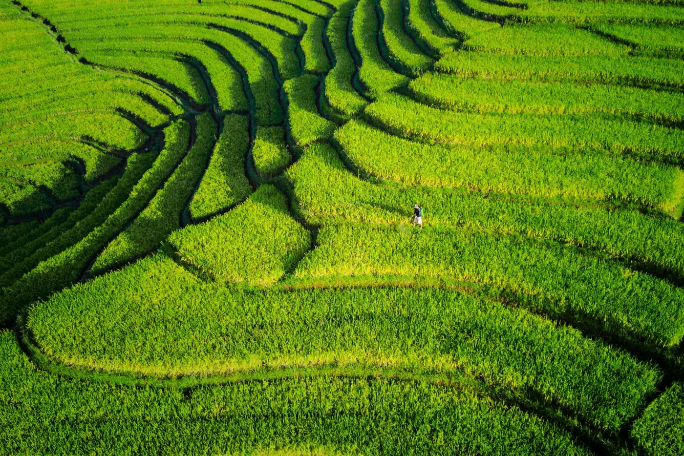 Aerial view of terraced green rice paddies in monsoon Asia with a farmer walking between plots