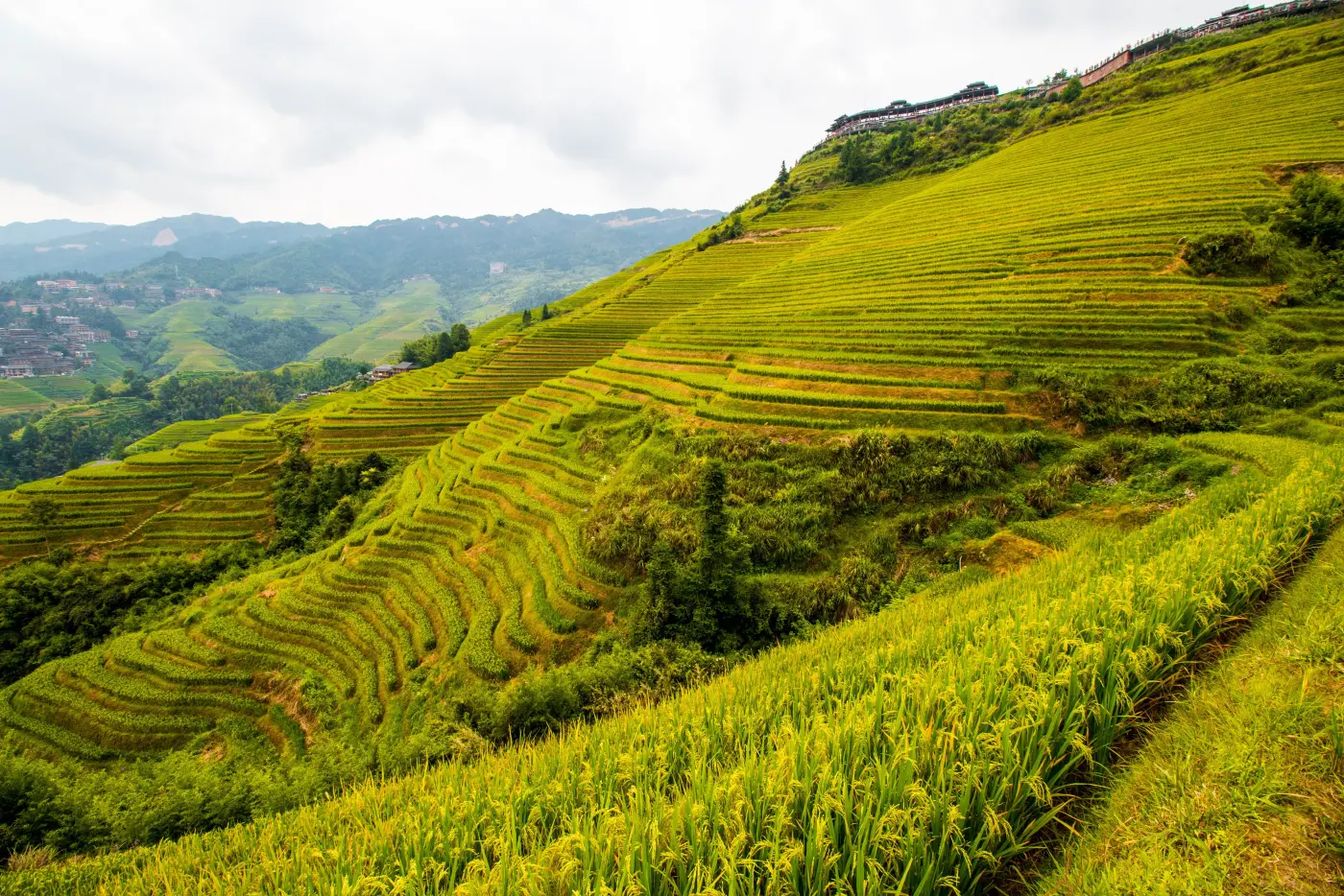 Aerial view of stepped rice terraces cut into a hillside, an example of terracing as a soil conservation method