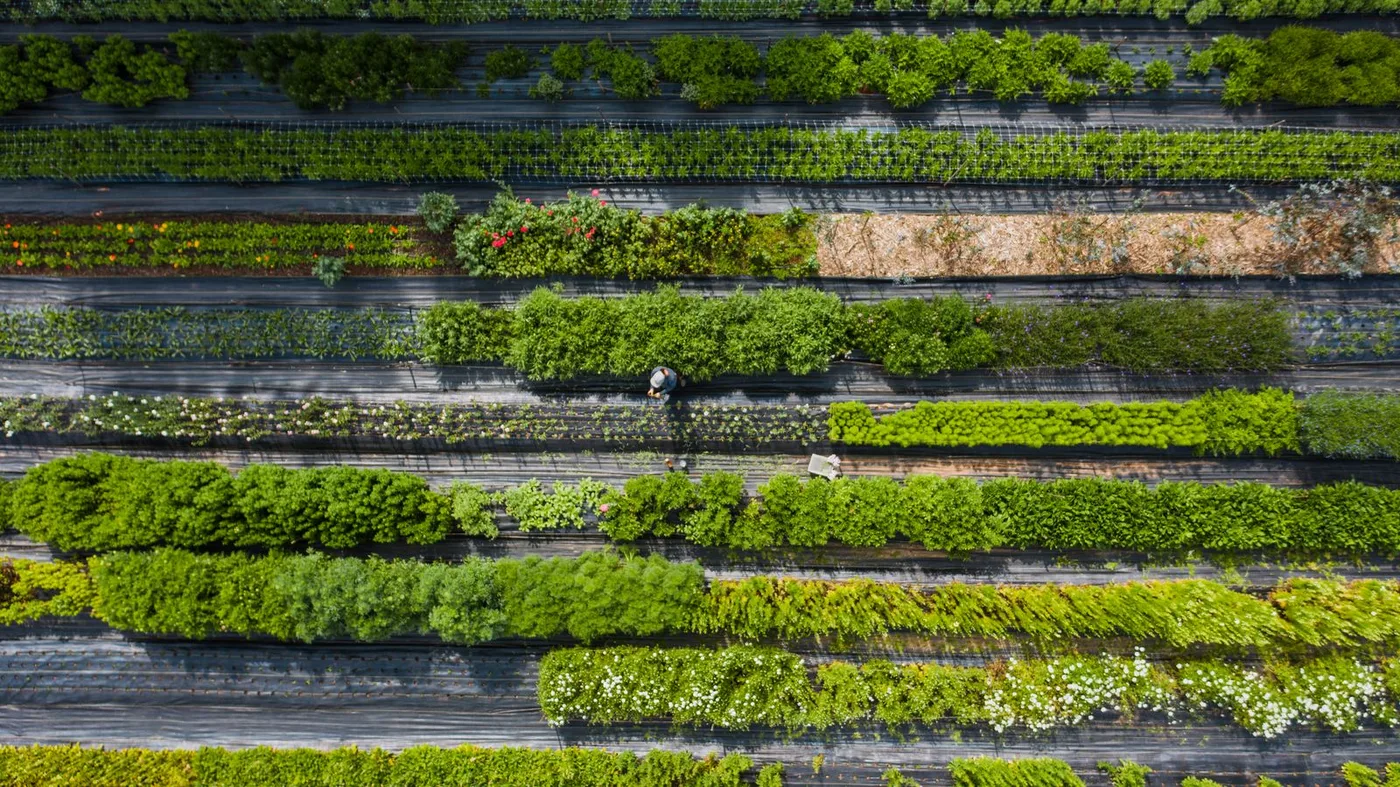 Multiple Cropping: Types, Examples, and Benefits