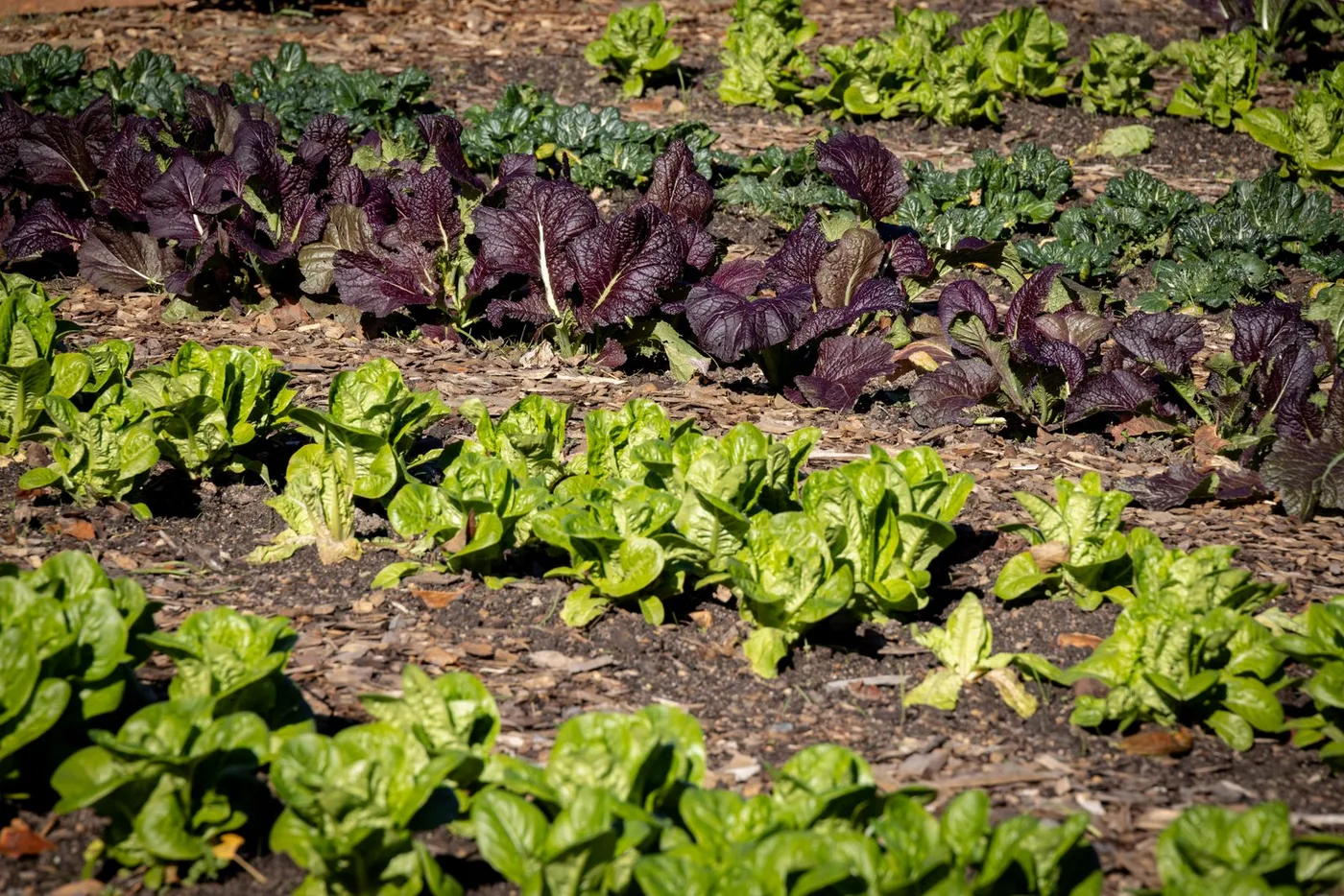 Close-up of purple mustard greens and lettuce growing in adjacent rows in a vegetable garden, an example of mixed cropping