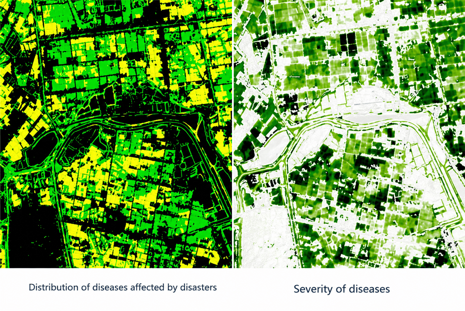 Side-by-side satellite classification maps showing the distribution and severity of crop disease across a farming district