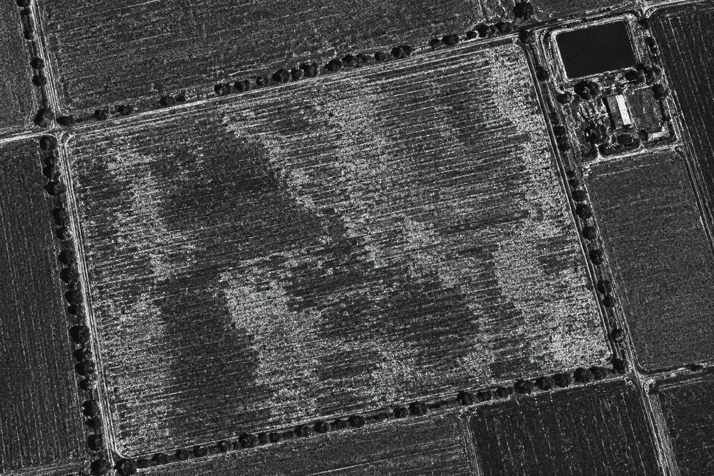 Grayscale SAR satellite radar imagery of agricultural fields showing field boundaries and moisture variation despite cloud cover