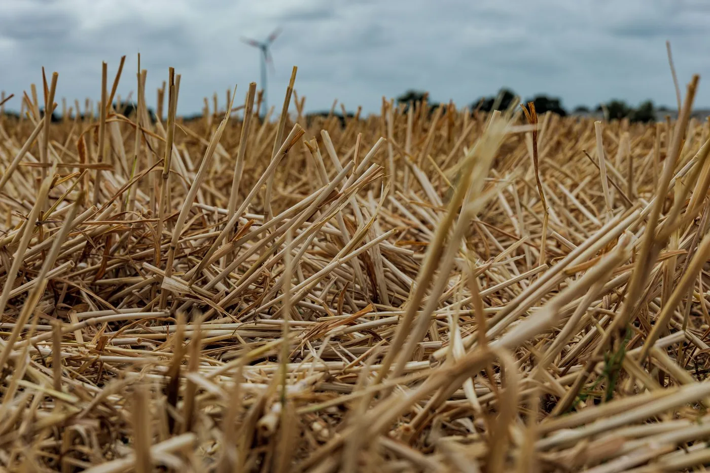 Close-up of crop stubble and residue left on a field, a sign of no-till or conservation tillage soil conservation