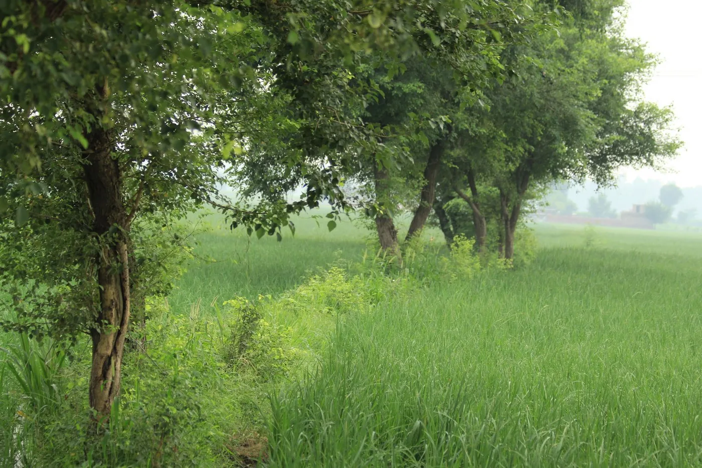 Row of mature trees planted along the edge of a green farm field, acting as a windbreak for soil conservation