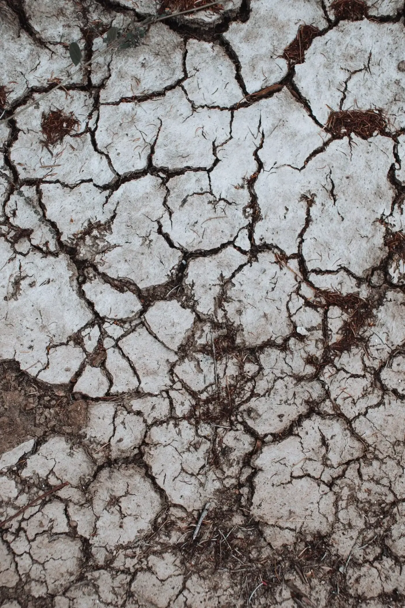Pale, stony chalky soil with visible white calcium carbonate fragments